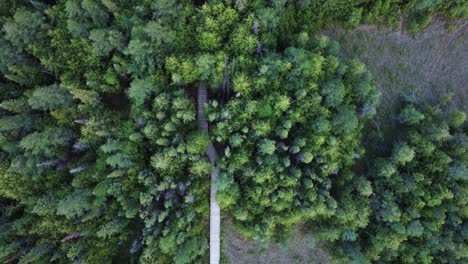 person walking through forest, wetlands on boardwalk