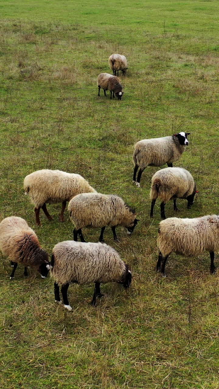 Sheep grazing outdoors. Pasture with herd of domestic animals. Flock of beautiful woolly sheep eating grass and resting on field. Livestock agriculture. Vertical video