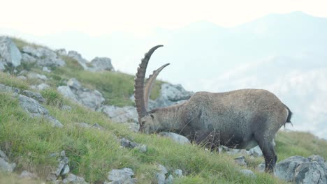 MEDIUM-SHOT-of-Alpine-ibex-eating-leisurely-in-the-slopes-of-Schneibstein-Austria