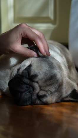 person petting a sleeping pug