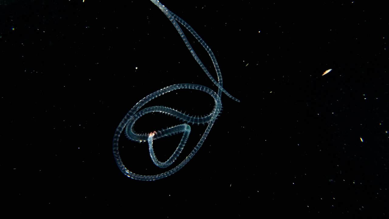 gran gusano pelágico polichetae que se mueve y gira en las aguas negras, cozumel, méxico