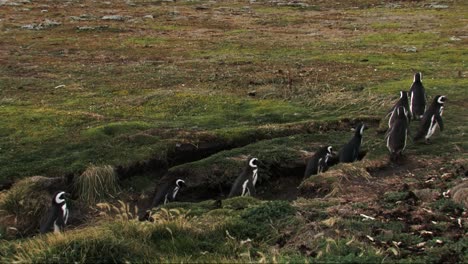 Wide-shot-of-magellanic-penguins-jumping-out-of-ditch-to-walk-on-grass-in-Patagonia,-Chile