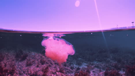 pink jelly fish tranquilly floating by the surface captured above and below fifty fifty dome portal shot