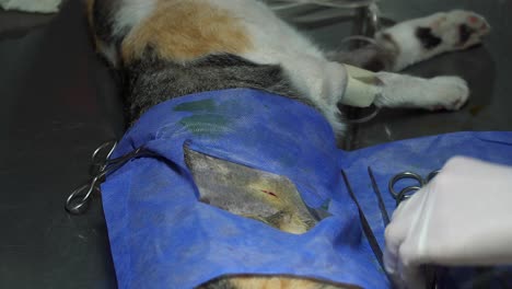 a veterinarian cuts with a scalpel during a sterilization surgery on a female cat