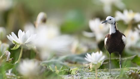 Primer-Plano-De-Jacana-De-Cola-De-Faisán-En-La-Mañana