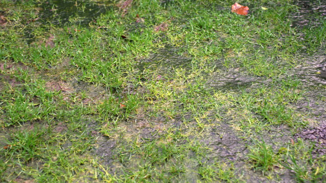 Green algae on waterlogged garden lawn jelly like substance