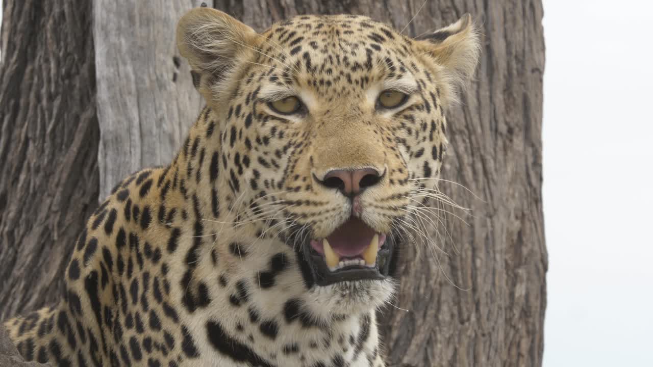 primer plano centrado de un leopardo jadeante de aspecto triste, concepto de sed