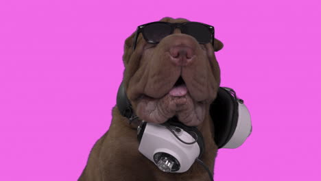 shar pei perro cachorro con auriculares con fondo blanco