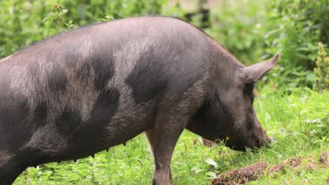 black pig on a farm.