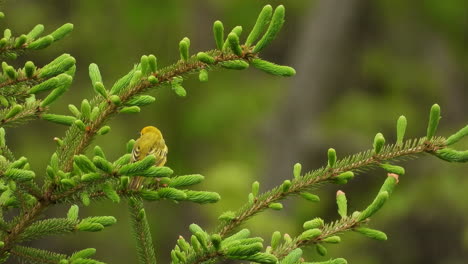 Pequeña-Hembra-De-Pájaro-Cantor-De-Reinita-Amarilla-Posado-Sobre-Ramas-De-Bosque-De-Pinos-Verdes-En-El-Desierto