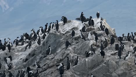 Gran-Grupo-De-Cormoranes-En-Una-Roca-En-Ushuaia,-Argentina.