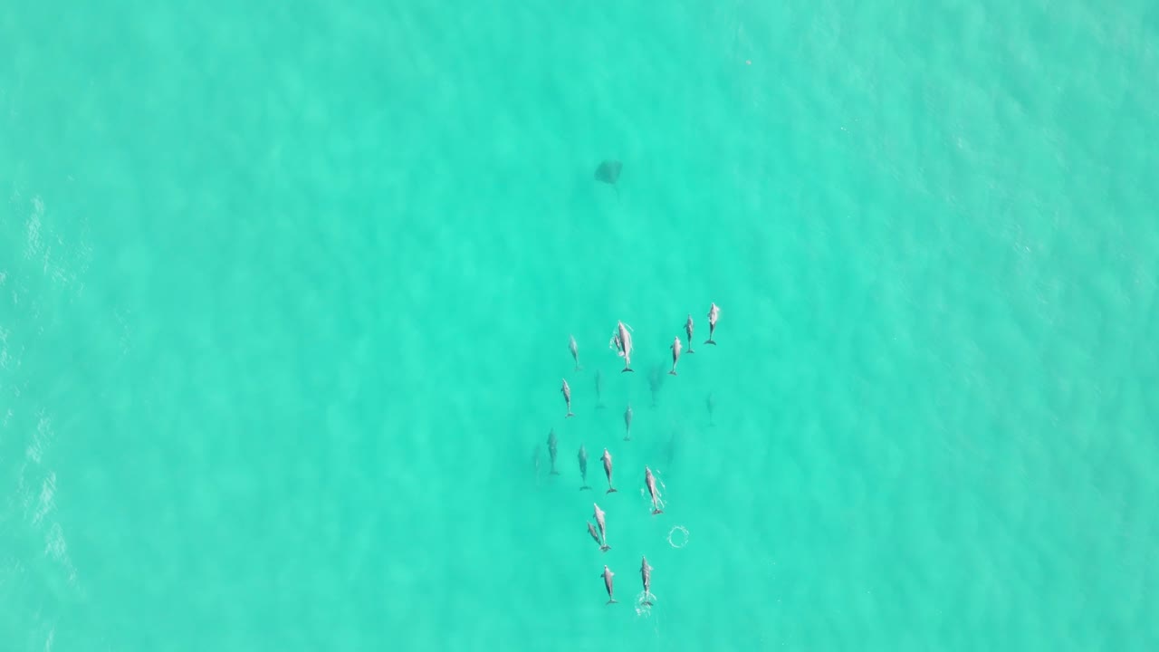 Aerial video of dolphin pod swimming in shallow ocean waters, breaching and searching in tropical north queensland, Australia