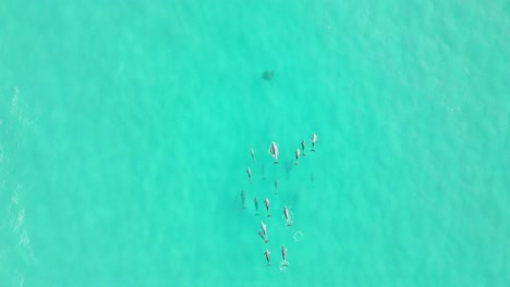 video aéreo de un grupo de delfines nadando en aguas oceánicas poco profundas, rompiendo y buscando en el norte tropical de queensland, australia