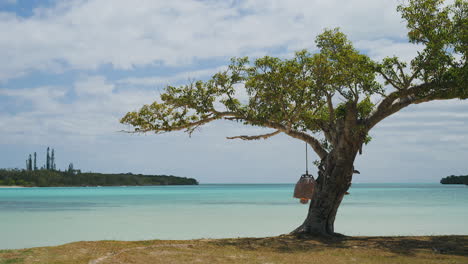 toma estática de bonsaï como árbol en una bahía apartada y paradisíaca de isla de pinos, nueva caledonia