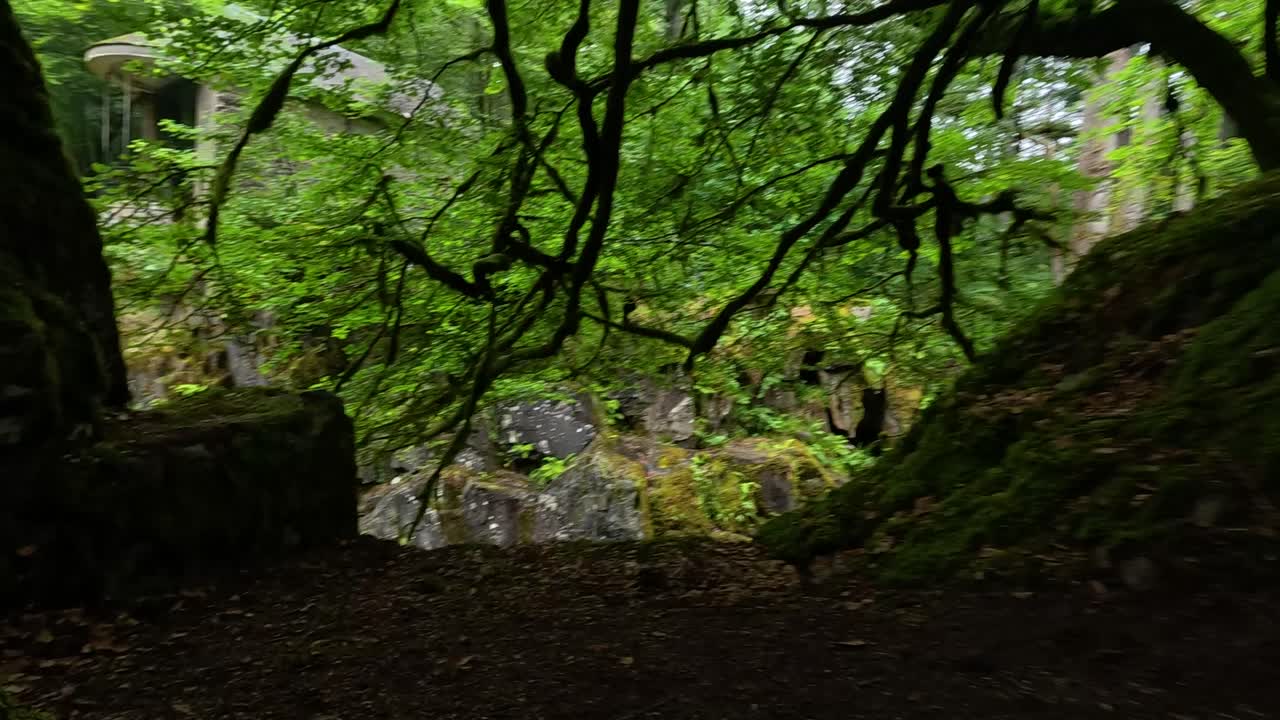 울창 한 초록색 을 가진 경치 좋은 숲 길