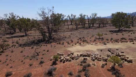 flock of sheep herding on australian outback, flinders ranges