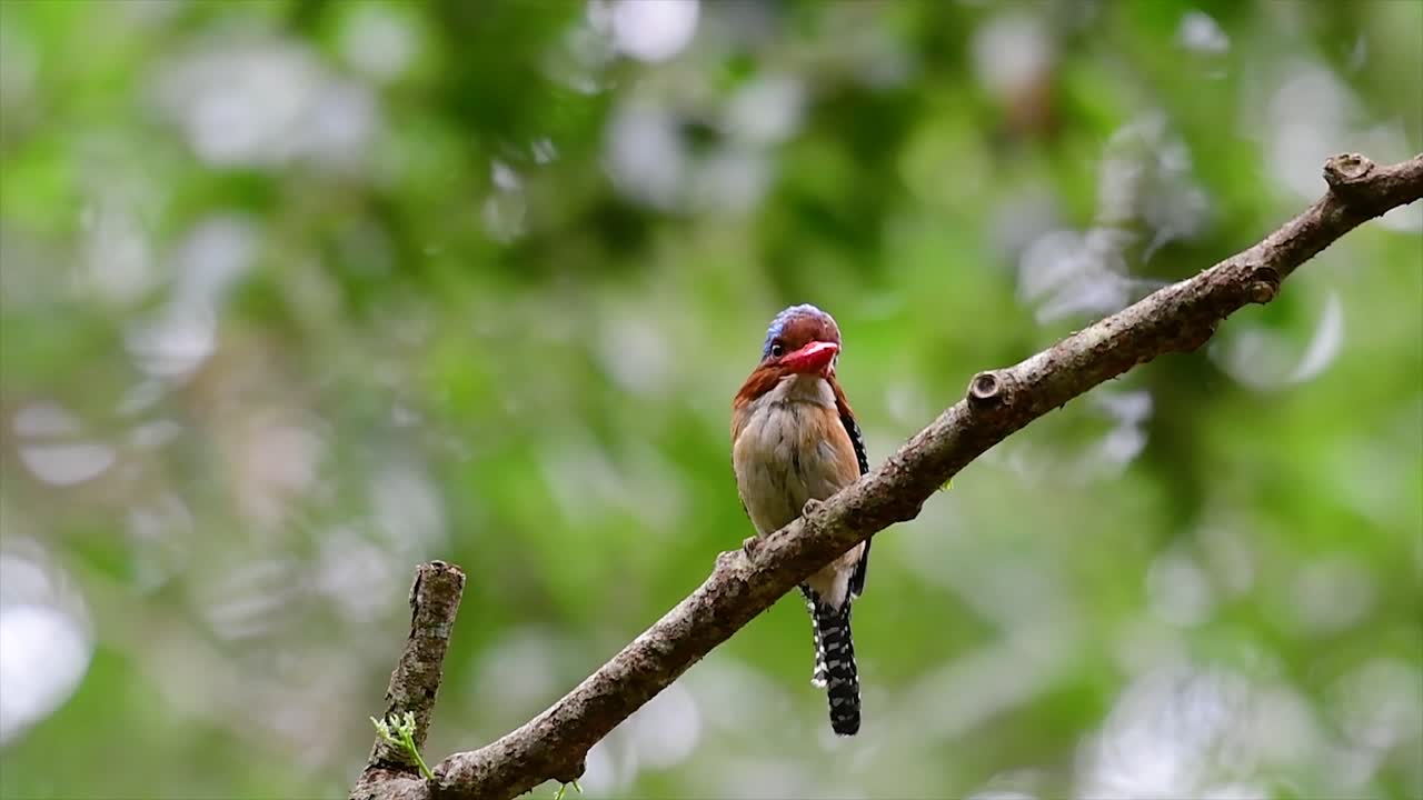 un martín pescador de árboles y una de las aves más hermosas que se encuentran en tailandia dentro de las selvas tropicales