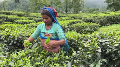 A-static-shot-of-a-poor-Indian-woman-tea-picker-picking-tea-leaves-in-a-tree-plantation,-selective-focus,-high-details-of-foliage