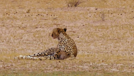 Guepardo-Tirado-En-El-Suelo-Lamiéndose-La-Boca-Y-Mirando-A-Su-Alrededor-En-Sudáfrica