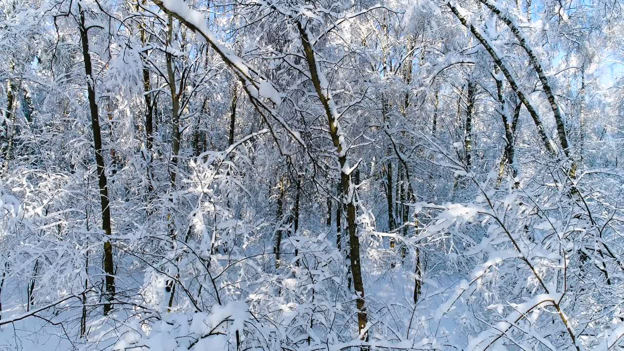 숲에 눈 덮인 가지입니다. 겨울 요정 배경