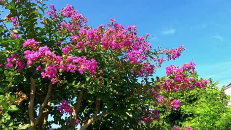 pink flowers bloom under a clear blue sky