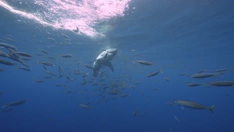 hermosa toma en cámara lenta de un gran tiburón blanco, carcharodon carcharias, tratando de atrapar un cebo de atún en aguas cristalinas de la isla guadalupe, méxico.
