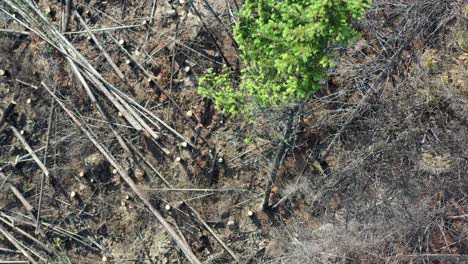 Vogelperspektive:-Holzfäller-Fällt-Fichten-In-BC