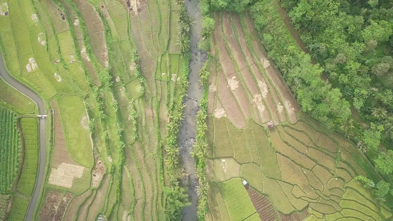 vista aérea de campos de arroz en terrazas en magelang, indonesia
