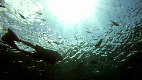 buceador explorando bajo el mar con peces nadando bajo el sol brillante - bajo el agua