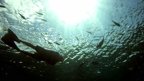 snorkeler exploring under the sea with fishes swimming under the bright sun - underwater