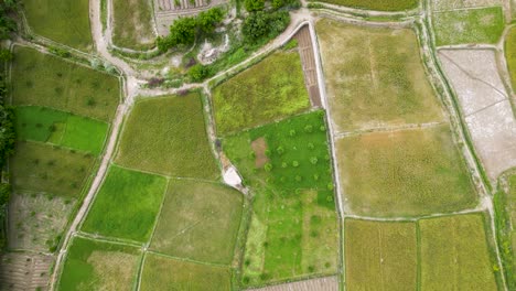 top-down view of farm fields