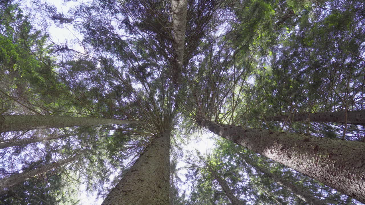 Pine trees filmed from below in a forest in the Italian Alps 4K