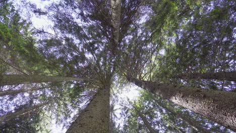 Kiefern-Von-Unten-In-Einem-Wald-In-Den-Italienischen-Alpen-Gefilmt-4k