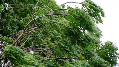 fuerte viento de primavera sopla y se mueve a través de los árboles en plena hoja