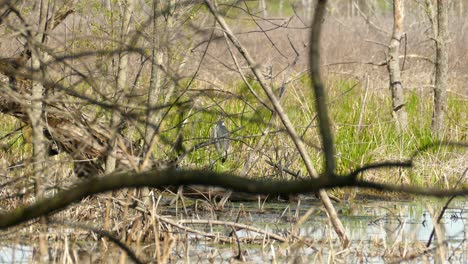 Ein-Vogel-Sitzt-Auf-Ästen-über-Dem-Teich