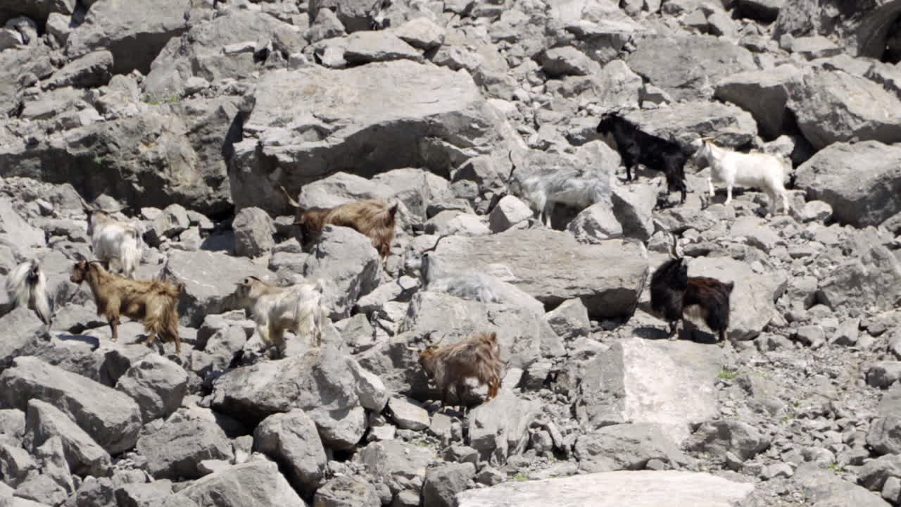 cabras trepando por las rocas de una montaña en grecia en un día soleado