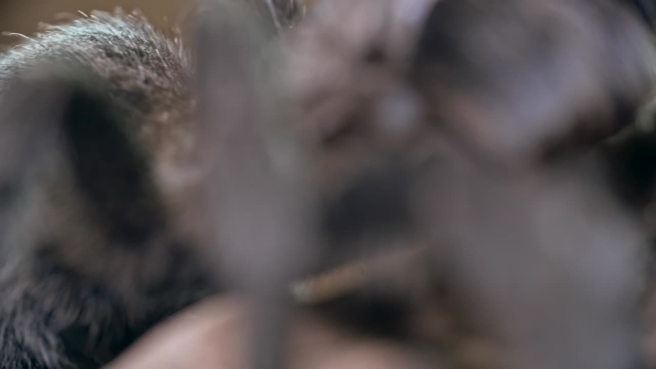 la tarántula trepando en el enganche