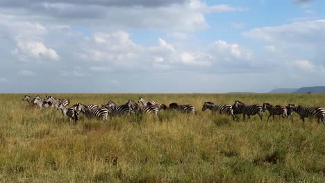 Manada-De-Cebras-Pastando-En-Las-Interminables-Llanuras-De-áfrica