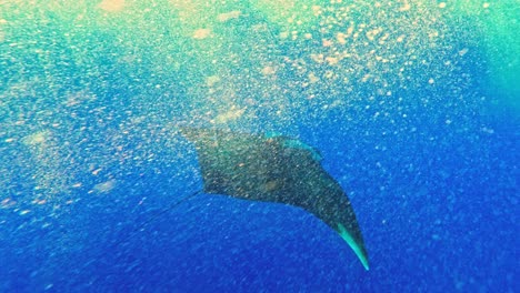 giant oceanic manta ray swim under the blue sea