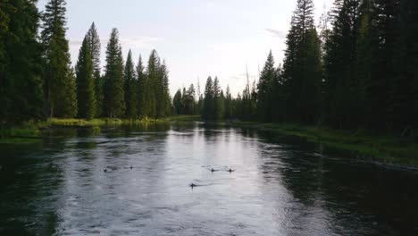 Amplia-Vista-De-Patos-Nadando-Río-Arriba-En-Un-Río-Con-Pinos-Verdes-Que-Los-Rodean