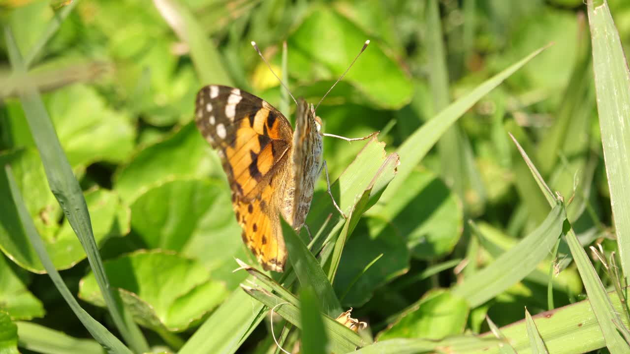 Una farfalla Vanessa del Cardo si posa sull'erba verde in giardino e si allontana, primo piano