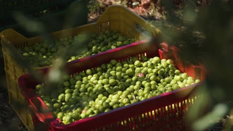 aceitunas recién recogidas. un primer plano