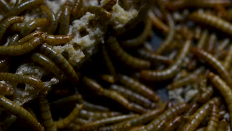 the mealworm is a species of darkling beetle used to feed pets like fish, snakes, birds, and frogs