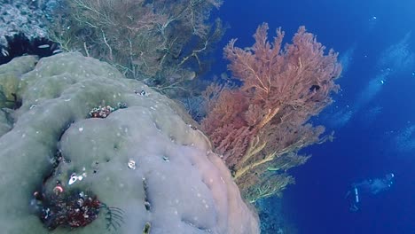 close by a sea fan - big corals