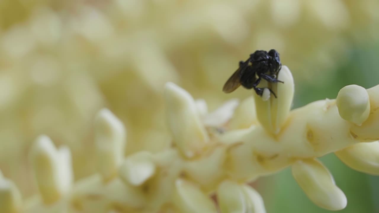 브라질의 밝은 여름날 느린 동작으로 코코넛 야자나무에 있는 작은 꽃을 수분시키는 작은 벌들의 매크로
