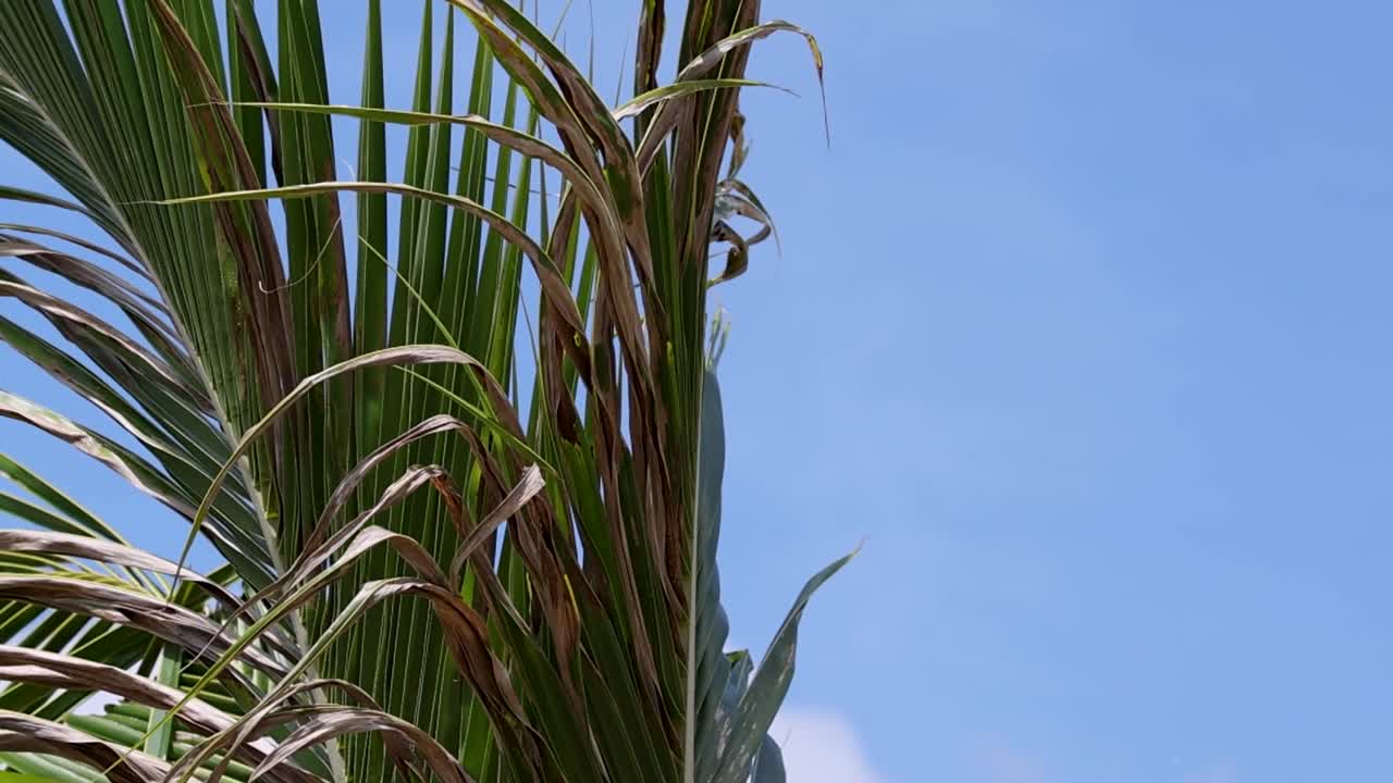Detailed view of vibrant green palm fronds swaying gently with a clear blue sky backdrop.