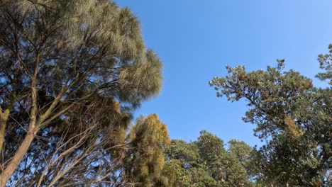 banksia trees swaying gently in melbourne, australia