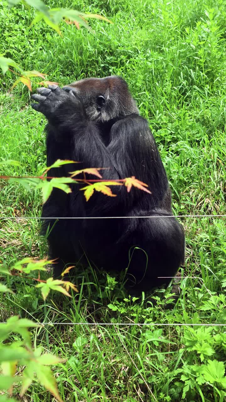 Video verticale di un gorilla astuto e intelligente che manda un dolce bacio volante, un gesto affettuoso incantevole e simile a quello di un umano, allo zoo del Seoul Grand Park