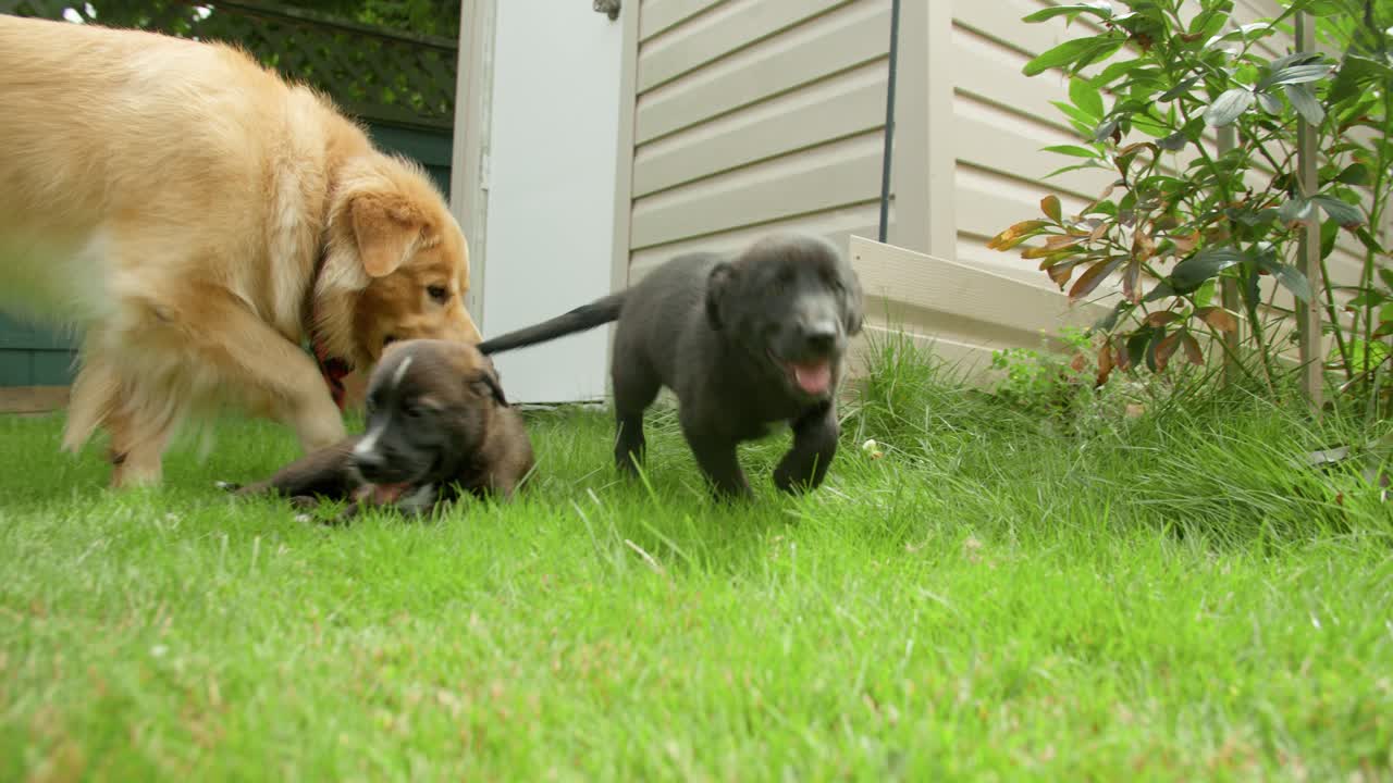padre golden retriever jugando con sus cachorros en un patio trasero, y uno corriendo hacia y persiguiendo la cámara lenta de 4k