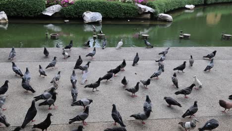 pigeons flying over a serene park setting